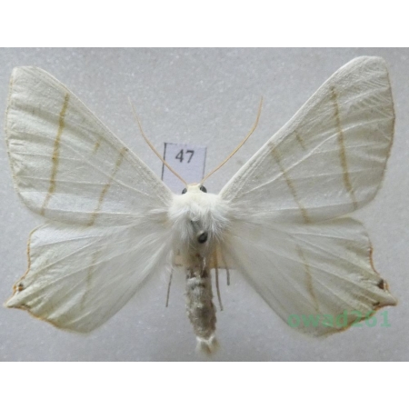 Ourapteryx sambucaria (Linnaeus, 1758) male Czech47